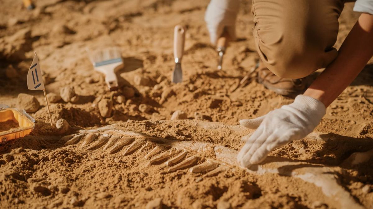 Teacher on walk finds fossil older than first dinosaur on Earth  Action News Jax [Video]