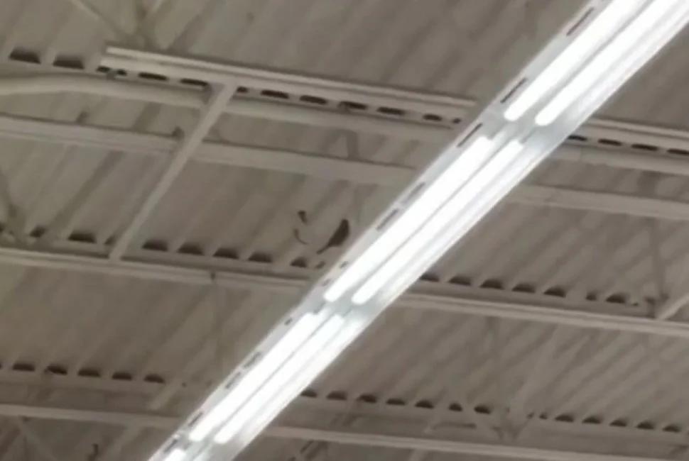 Birds take up residence inside Walmart [Video]