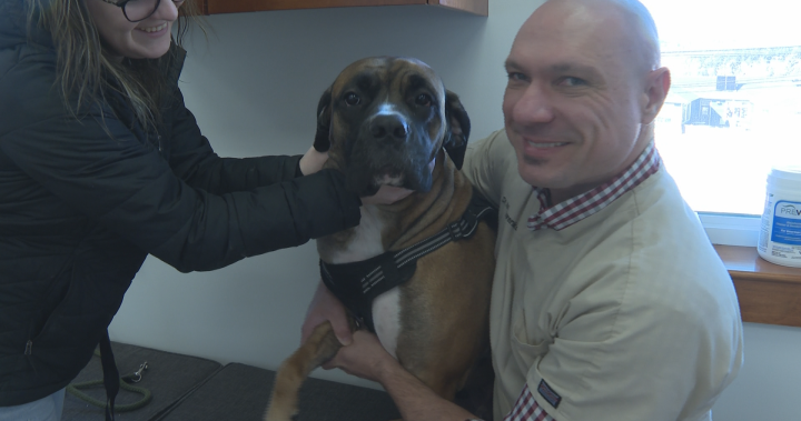 New walk-in clinic bridges gap for pet owners as N.B. sees vet shortage – New Brunswick [Video]