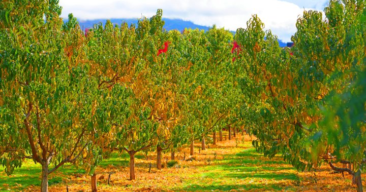 Concerns from Okanagan fruit farmers understood: province [Video]