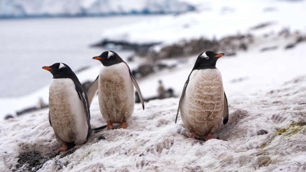 Bird flu reaches mainland Antarctica for first time: scientists [Video]