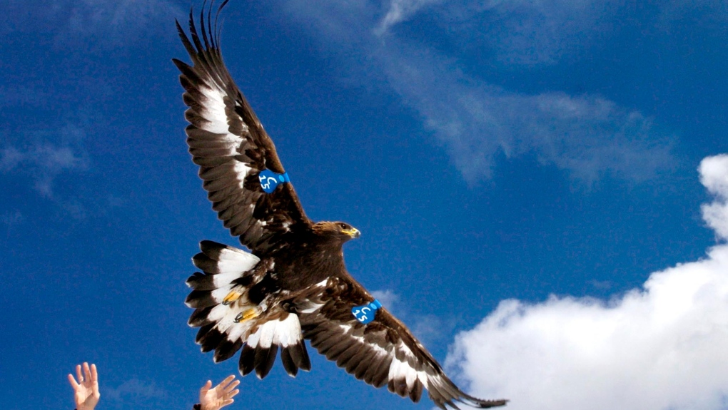 Man to plead guilty to helping kill 3,600 eagles, other birds [Video]