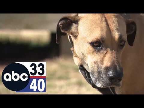 Company developing drug to extend life for large dogs [Video]