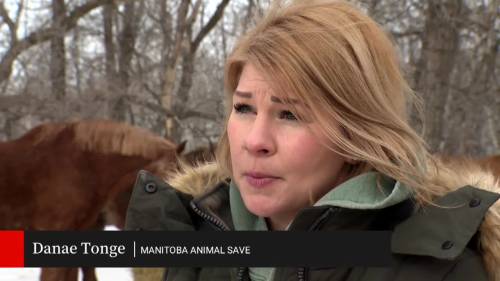 Manitoba live horse exporter facing charge in rare private prosecution case [Video]