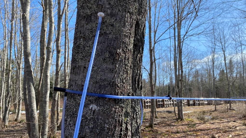 N.B. news: Maple syrup producers start season early [Video]