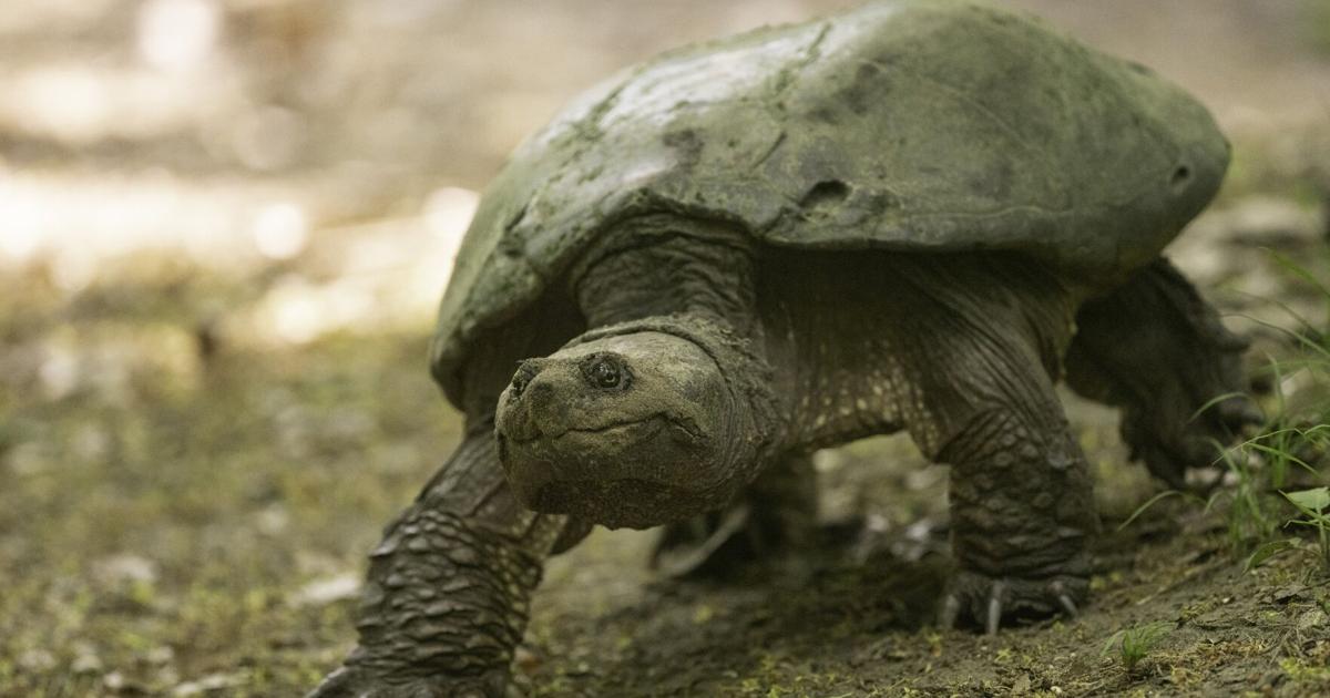 Protectors ‘marvel’ at turtles laying eggs in Toronto parks [Video]