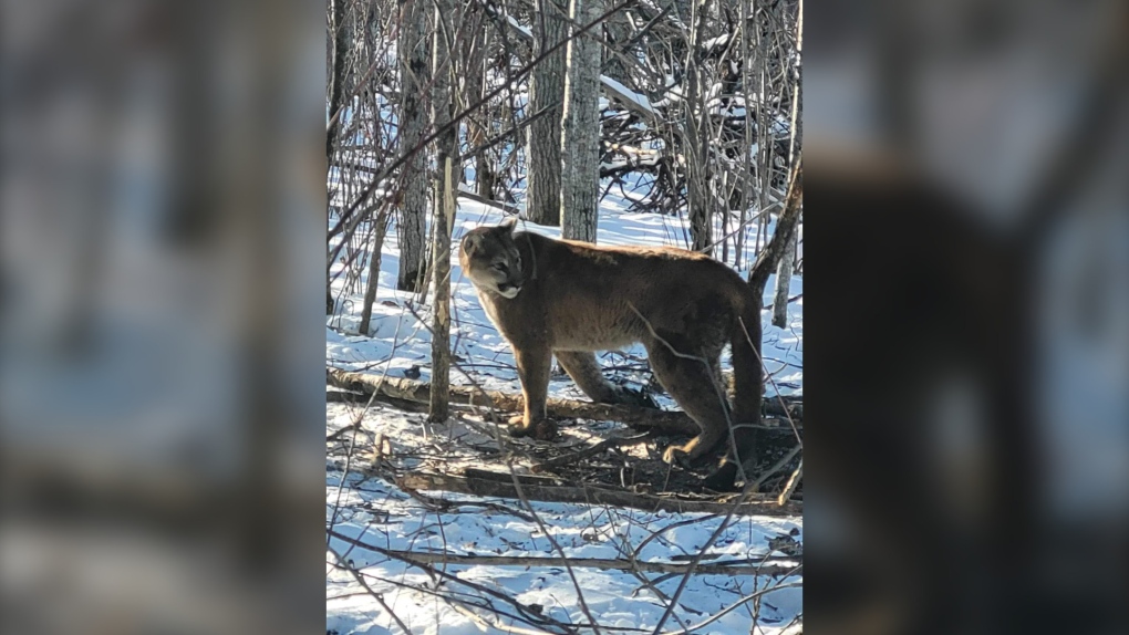 Live cougar trapped in Manitoba [Video]