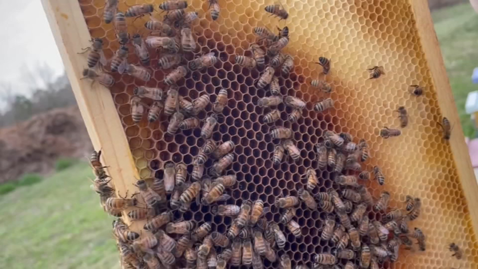 Bee Theft | More than 15 bee colonies were stolen from a North Carolina beekeeper [Video]