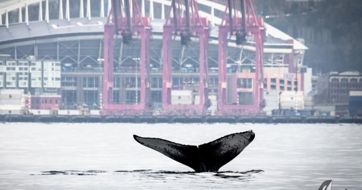 Marine heat wave linked to 20% drop in North Pacific humpbacks: Study [Video]