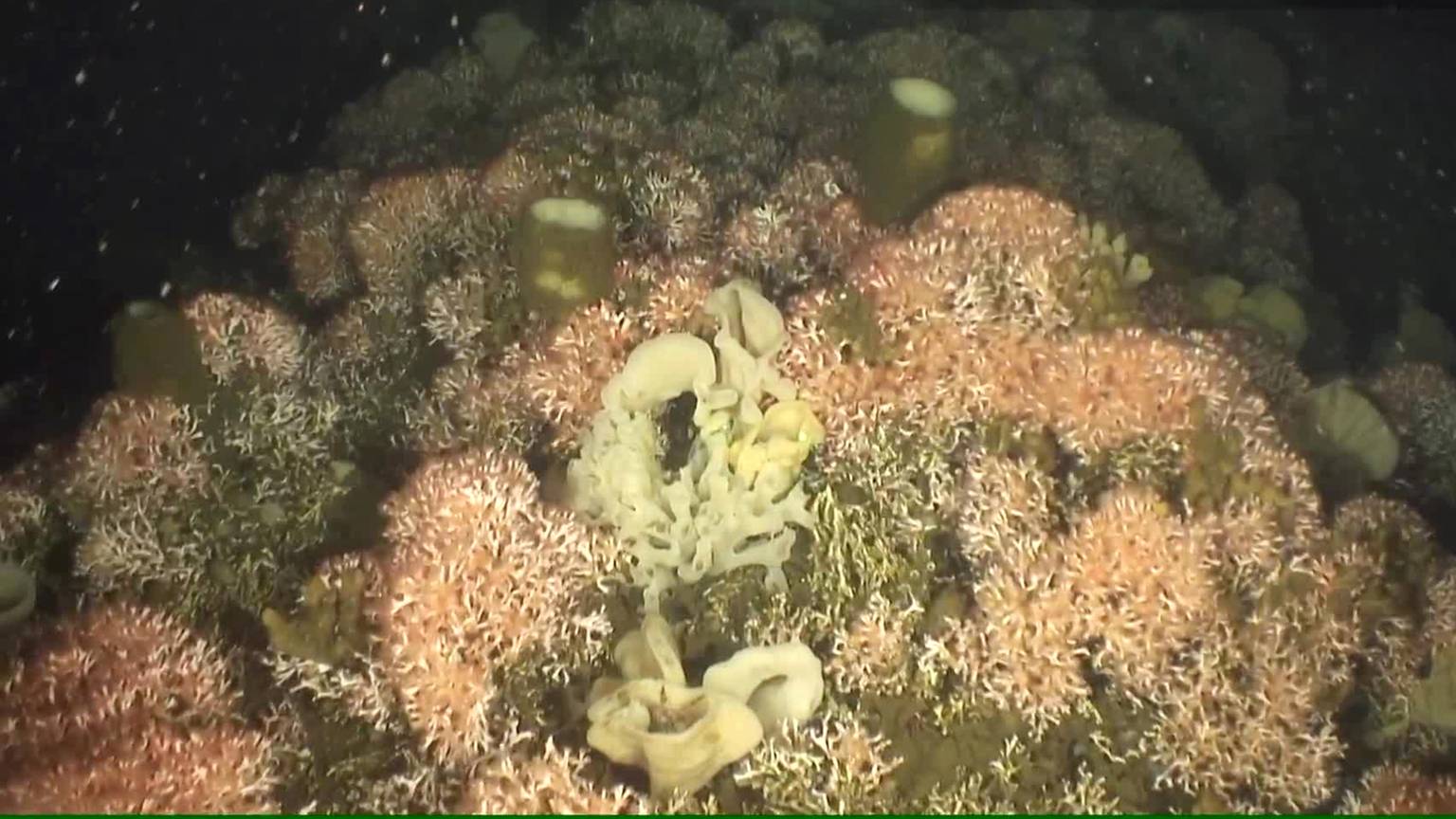 Video: B.C. scientist finds Canada’s only known ancient coral reef [Video]
