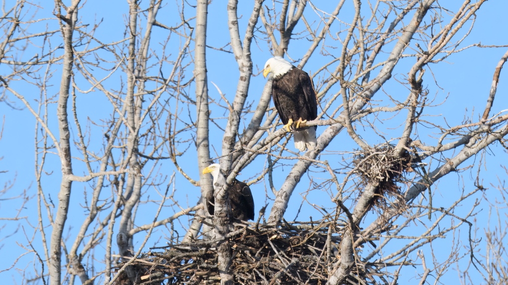 Toronto’s first-ever bald eagles nest at risk: birder [Video]