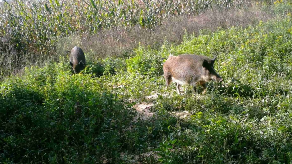 Canada’s wild pig population poses threat to neighbouring U.S. states [Video]