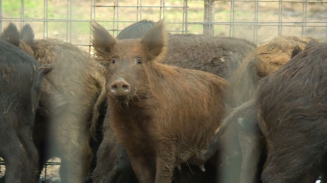 Feral pigs grab Minnesota lawmakers’ attention [Video]