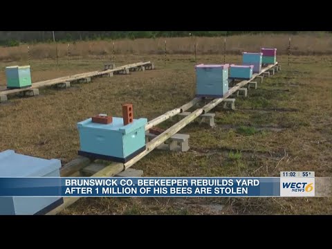 Brunswick County beekeeper rebuilds yard after someone steals 1 million of his bees [Video]