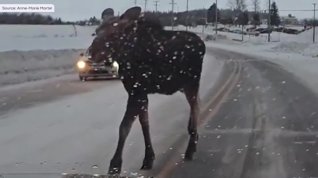 Exercise caution on Quebec roads as large animals are back out early [Video]