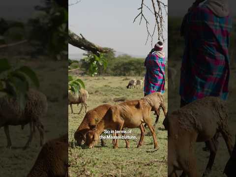 Using Data to Conserve Wildlife in Kenya [Video]