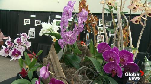 Orchid show returns to Edmonton for another year [Video]