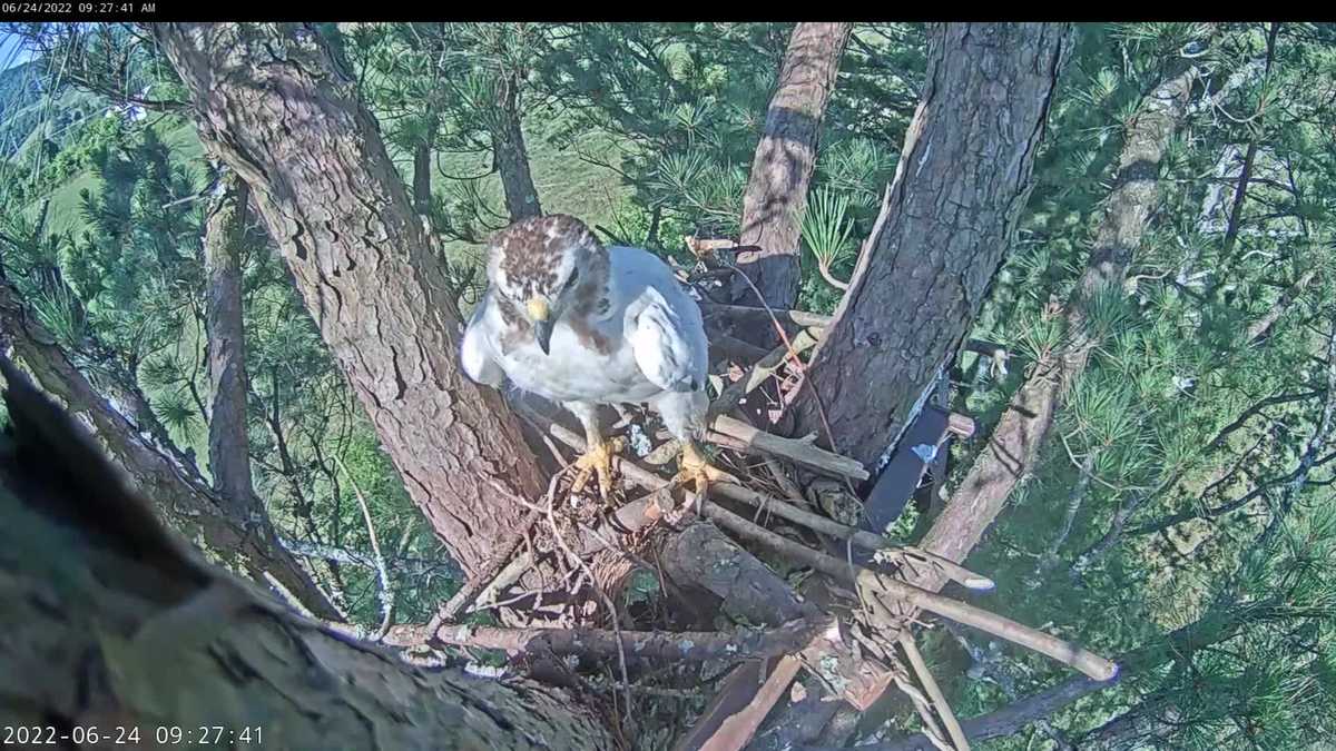Red-tailed hawk with rare condition is surviving, in part, due to ‘love,’ biologist says [Video]