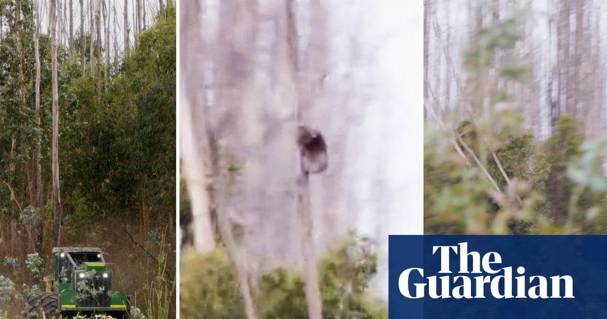Video shows koalas clinging to trees as gum trees cut down on Kangaroo Island  video | Australia news [Video]