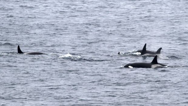 Orca group seen hunting ocean’s largest predators: researchers [Video]
