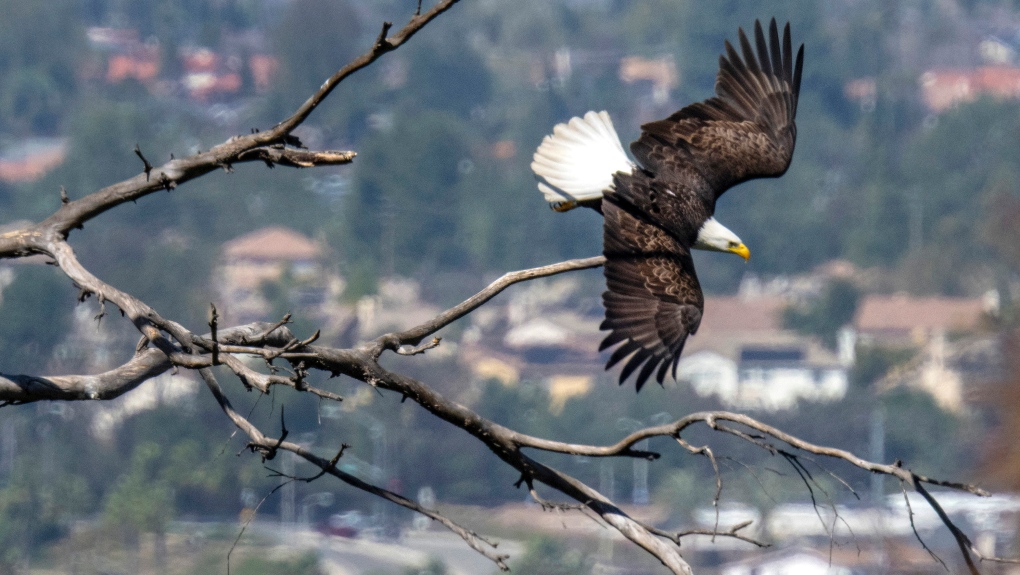 Man to plead guilty in U.S. eagle ‘killing spree’ [Video]
