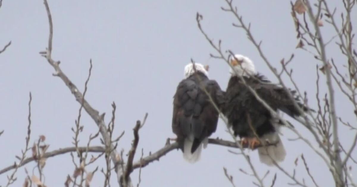 Killing of eagles on Flathead Indian Reservation highlights black market demand [Video]