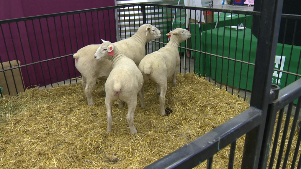Royal Manitoba Winter Fair: Animal groups call for end of wrangling events [Video]