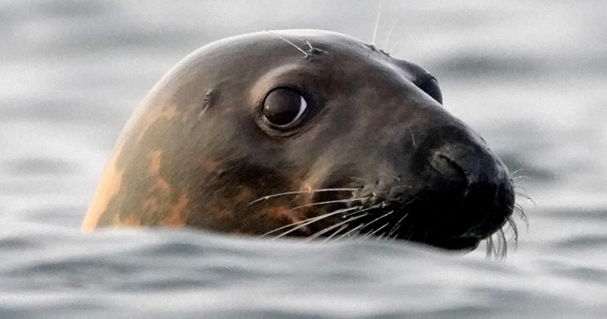 Bird flu is decimating seal colonies. Scientists don’t know how to stop it [Video]