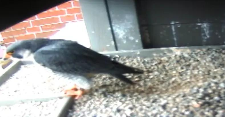 VIDEO: Peregrine falcons return to Lakeridge Health Oshawa nest [Video]