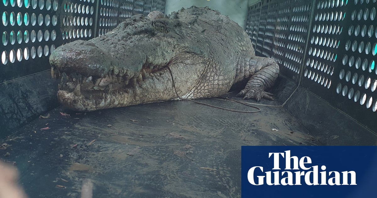 Hear it roar: 3.9-metre saltwater crocodile captured in north Queensland  video | Environment