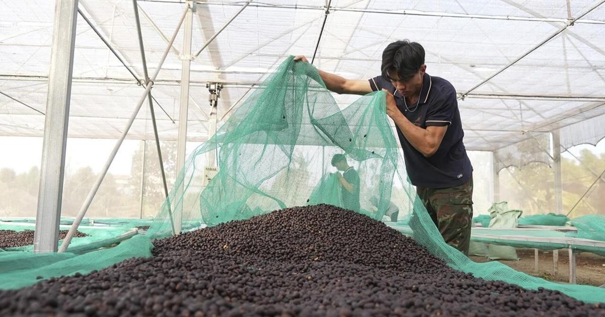 How EU deforestation laws are reordering the world of coffee [Video]