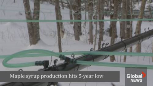 Canadas maple syrup production hits 5-year low [Video]