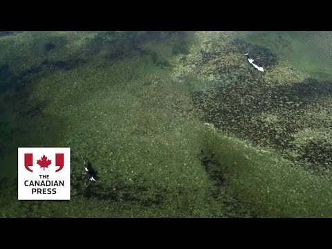 Killer whale calf calls out after mother’s death, won’t leave lagoon [Video]
