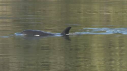 Efforts continue to free orca calf from Vancouver Island lagoon [Video]
