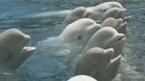 Shut this place down: Calls for Marineland closure after two more beluga deaths [Video]