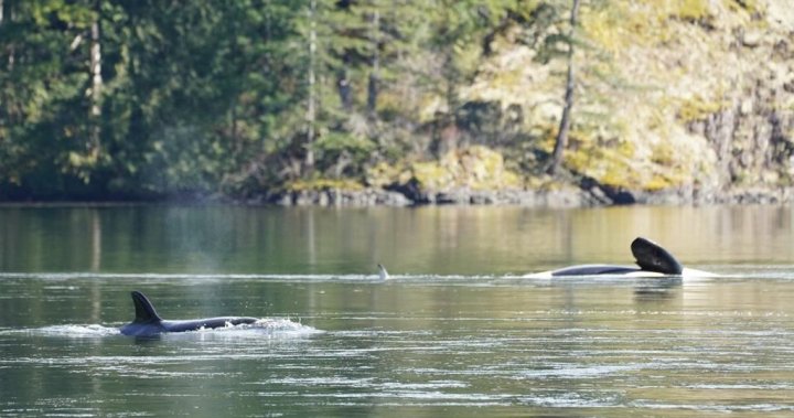 All contingencies on the table in race to save orca calf stranded on B.C. coast [Video]