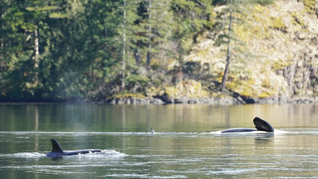Efforts to save orphaned orca calf on Vancouver Island enter 5th day [Video]