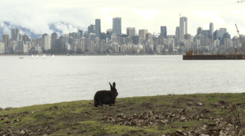 Feral rabbit issues at Jericho Beach [Video]