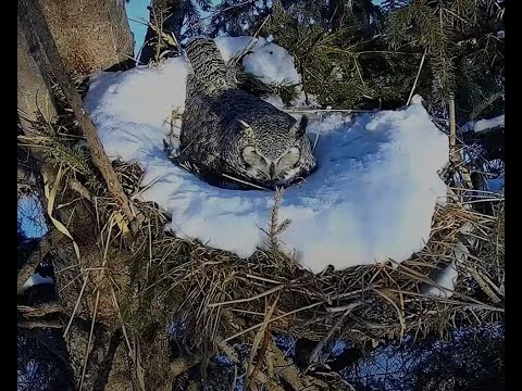 Ellis Bird Farm Owl Cam 2024 [Video]