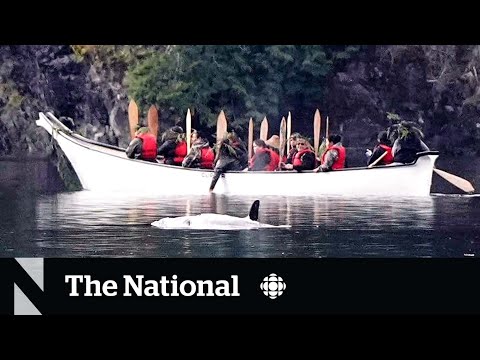 The race to save a baby orca trapped in a lagoon off Vancouver Island [Video]