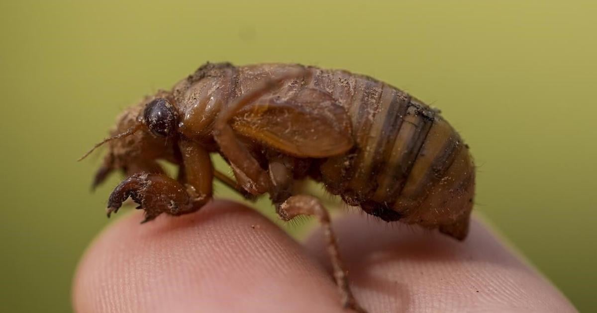 Invaders from underground are coming in cicada-geddon. It’s the biggest bug emergence in centuries [Video]