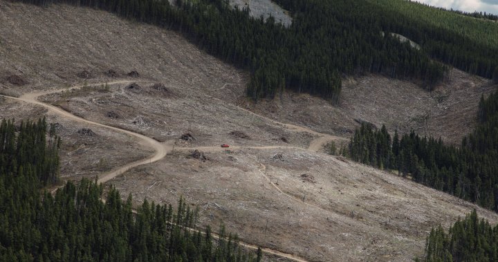 Environmental groups call to expand review of forestry emissions – National [Video]