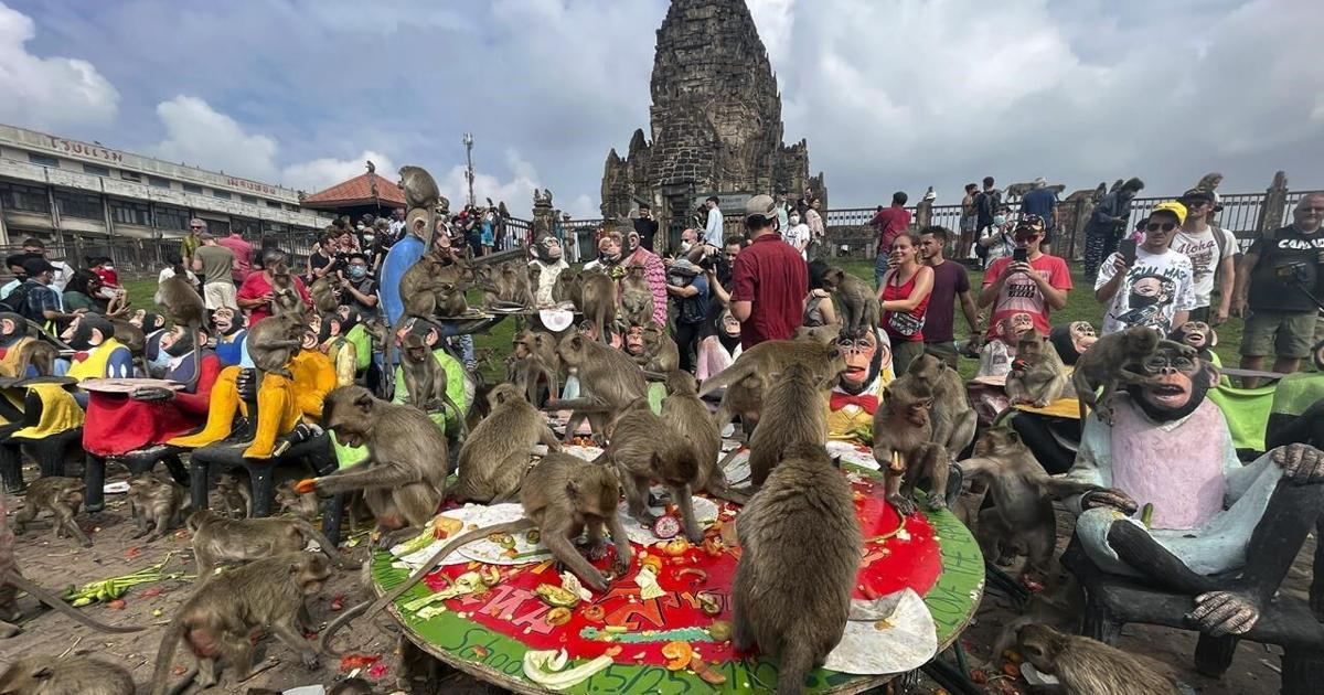 Officials have a plan to end years of monkey mayhem in a central Thai city [Video]