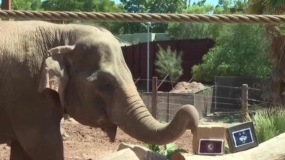 Elephant picks the Crimson Tide over UConn in Final Four faceoff in Phoenix [Video]