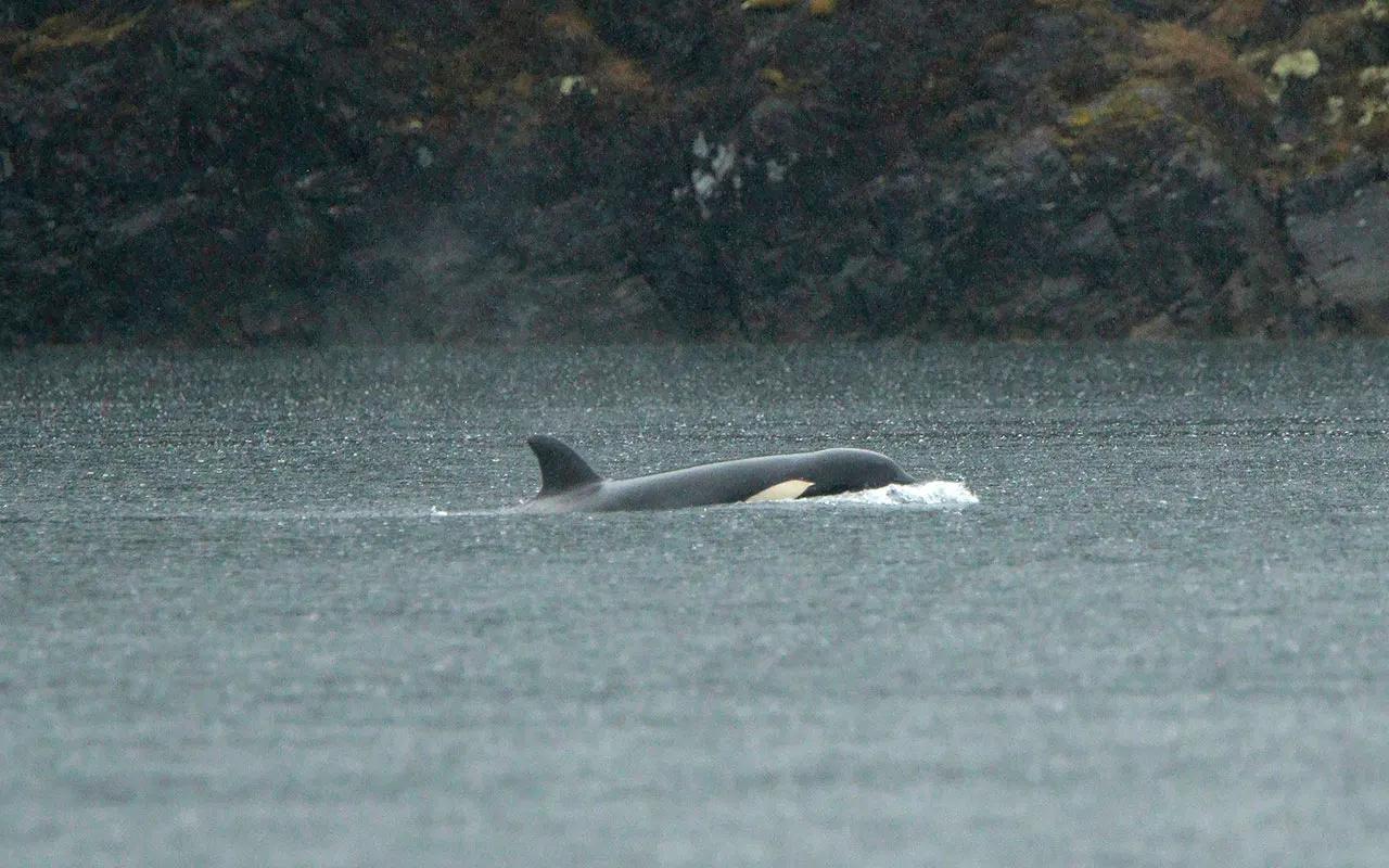 Orca calf stranded in Canada lagoon to be airlifted and reunited with family [Video]