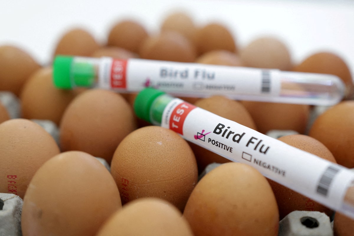 Wider bird flu spread raises concern for humans, animal health body says [Video]