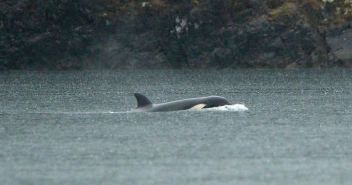 Rescue of B.C. orca calf could involve helicopter airlift – BC [Video]