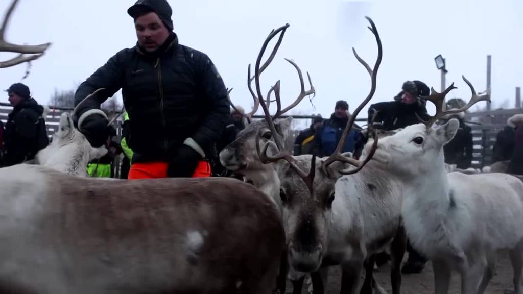 Video: Norway power line pits reindeer herders against climate goals [Video]