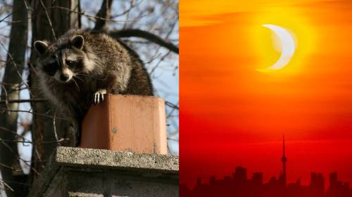 Solar eclipse: Canadian zoo studying behaviour of animals during event [Video]