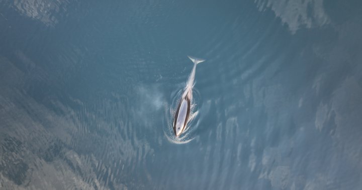 New drone images reveal orca calf trapped off B.C. coast is female [Video]